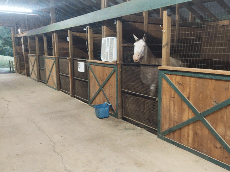 Lucky Star Stables